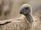 Witruggier, African White-backed Vulture, Gyps africanus