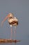 Witte Ibis, White Ibis, Eudocimus albus