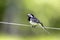 Witte Kwikstaart, White Wagtail, Motacilla alba