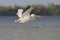 Witte Pelikaan, American White Pelican, Pelecanus erythrorhynchos