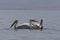 Witte Pelikaan, American White Pelican, Pelecanus erythrorhynchos