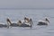 Witte Pelikaan, American White Pelican, Pelecanus erythrorhynchos