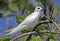 Witte Stern, Common White-Tern, Gygis alba