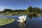 Witte waterlelie, White Water-lily, Nymphaea alba