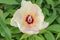Wittmann`s Peony flower - Paeonia Wittmanniana