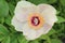 Wittmann`s Peony flower - Paeonia Wittmanniana