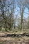 Wittmoor -gnarled trees and shadows - I -