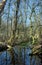 Wittmoor -reflecting gnarled trees - I -