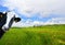 Witty cow, Dairy cow with prairie as background