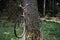 Witty idea into the forest - This bicycle on a trunk of a tree is a witty joke and a original idea