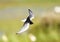 Witvleugelstern, White-winged Tern, Chlidonias leucopterus