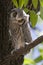 Witwangdwergooruil, Southern White-faced Owl, Ptilopsis erlanger