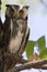 Witwangdwergooruil, Southern White-faced Owl, Ptilopsis erlanger