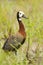 Witwangfluiteend, White-faced Whistling-Duck, Dendrocygna viduata