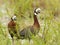 Witwangfluiteend, White-faced Whistling-Duck, Dendrocygna viduata