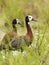 Witwangfluiteend, White-faced Whistling-Duck, Dendrocygna viduata