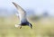 Witwangstern, Whiskered Tern, Chlidonias hybrida