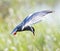 Witwangstern, Whiskered Tern, Chlidonias hybrida