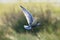 Witwangstern, Whiskered Tern, Chlidonias hybrida