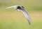 Witwangstern; Whiskered Tern; Chlidonias hybrida