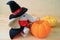 Wizard costume elephant doll with a pair of vivid color ripe pumpkins