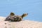 wo cute small ducklings on a pier with sunny sky