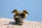 wo cute small ducklings on a pier with sunny sky