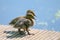 wo cute small ducklings on a pier with sunny sky