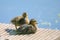 wo cute small ducklings on a pier with sunny sky