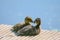 wo cute small ducklings on a pier with sunny sky