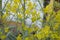 Woad in flower Isatis tinctoria known also as dyer`s woad or glastum