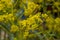 Woad in flower Isatis tinctoria known also as dyer`s woad or glastum
