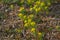 The woad in flower Isatis tinctoria known also as dyer`s woad or glastum