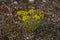 The woad in flower Isatis tinctoria known also as dyer`s woad or glastum