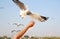 Woamn hand Feeding with seagulls