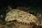 Wobbegong shark