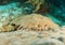 Wobbegong shark