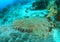 Wobbegong shark