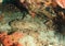 Wobbegong shark in cave