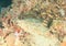 Wobbegong shark in cave