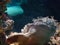 Wobbegong Shark Shows Its Belly