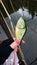 Wobbler fishing lure in shape of pike