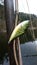 Wobbler fishing lure in shape of pike