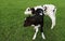 Wobbly newborn twin black and white calves stand in the field