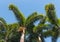 Wodyetia bifurcata - foxtail palm trees against blue sky