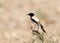 Woestijntapuit, Desert Wheatear, Oenanthe deserti