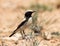 Woestijntapuit, Desert Wheatear, Oenanthe deserti