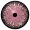 Wolf 3d eyeball, pink animal eye