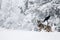 Wolf above a deer carcass and a crow in the winter scenery in Poland.