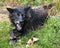 Wolf animal stock photos.  Wolf animal close-up profile view open mouth showing teeth with a foliage background.